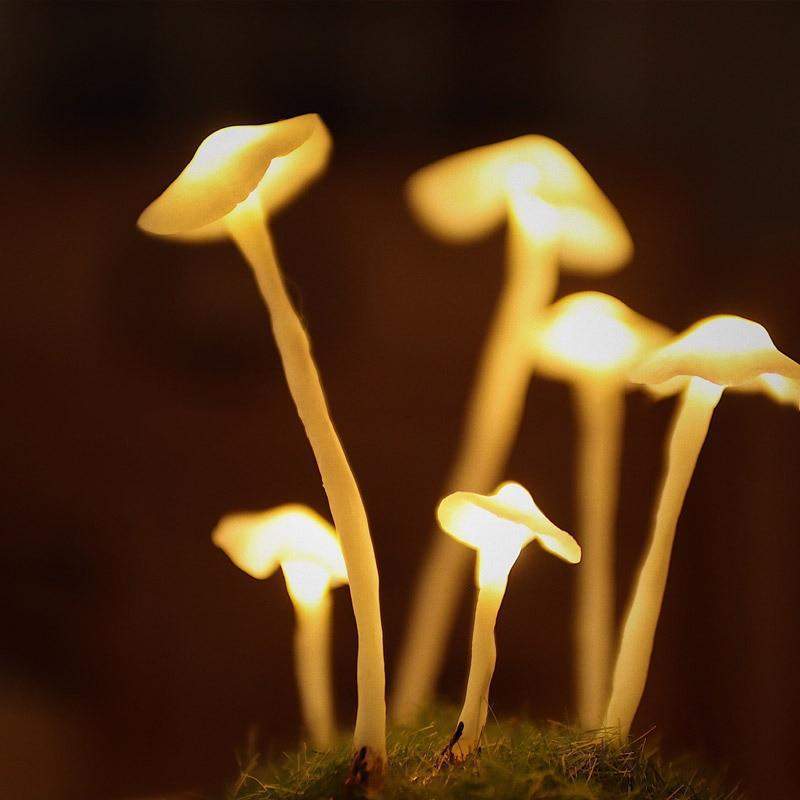 DIY-tafellampenset – Luminshroom